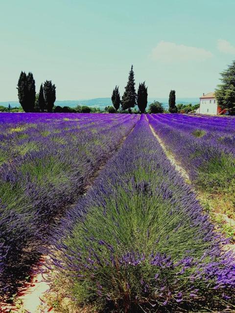 Roussillon en Isere Le Mas De La Glycine المظهر الخارجي الصورة